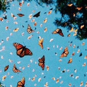 Meet your Posher, Daisha